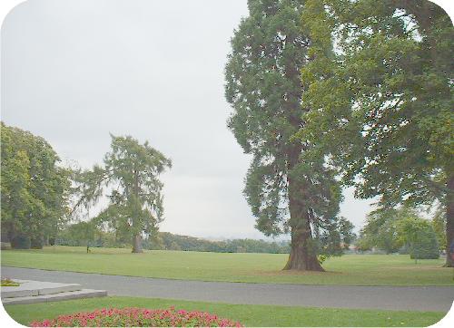 Pittencrieff Trees